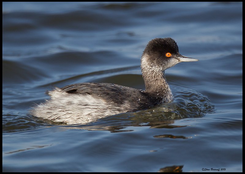 _5SB7379 eared grebe.jpg